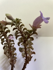 Eremophila rotundifolia