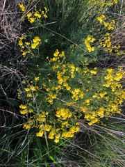 Senecio brigalowensis