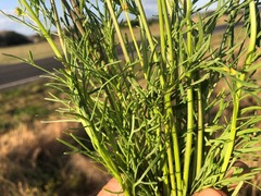 Senecio brigalowensis