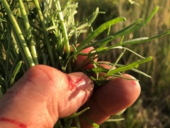 Senecio brigalowensis