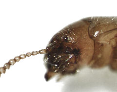 Paratorchus brevipennis
