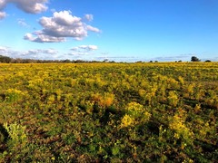 Senecio brigalowensis