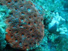 Acanthastrea echinata