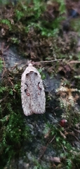 Agonopterix ocellana