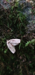 Agonopterix ocellana
