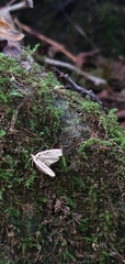 Agonopterix ocellana