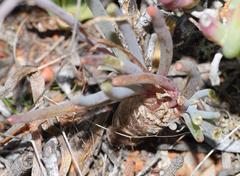 Crassothonna protecta