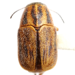 Pachybrachis marmoratus