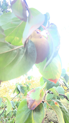 Magnoliopsida