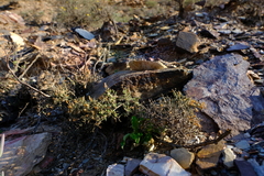 Amphiglossa triflora