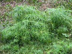 Cyperus alternifolius flabelliformis