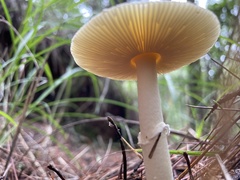 Amanita orientigemmata
