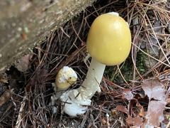 Amanita orientigemmata