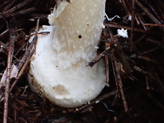 Amanita orientigemmata