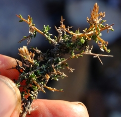 Amphiglossa triflora