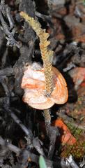 Crassula muscosa muscosa