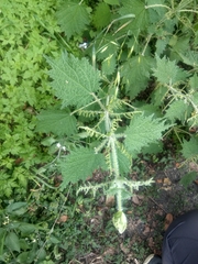 Urtica taiwaniana