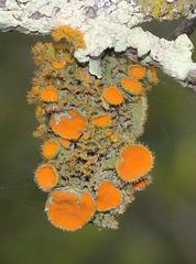 Teloschistes hypoglaucus