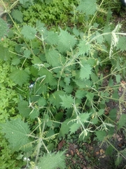Urtica taiwaniana