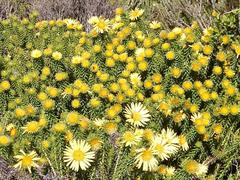 Cullumia carlinoides