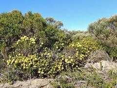 Cullumia carlinoides