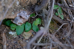 Eriospermum pusillum