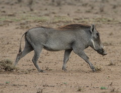Phacochoerus africanus aeliani
