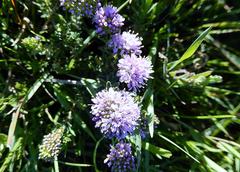 Agathosma serpyllacea