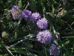 Agathosma serpyllacea