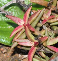 Crassula capitella thyrsiflora