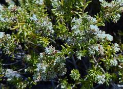 Phylica axillaris axillaris