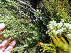 Phylica axillaris axillaris