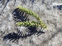 Phylica axillaris axillaris