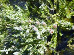 Phylica axillaris axillaris