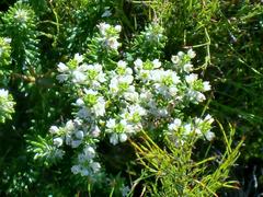 Phylica axillaris axillaris