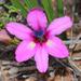 Babiana purpurea - Photo (c) Marion Maclean, algunos derechos reservados (CC BY-NC), uploaded by Marion Maclean