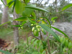 Geitonoplesium cymosum