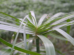 Cyperus alternifolius flabelliformis
