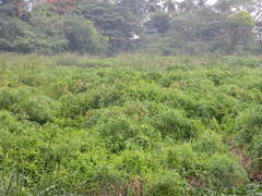 Cyperus alternifolius flabelliformis