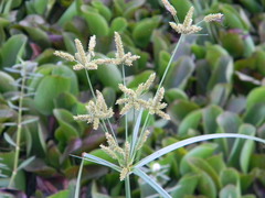 Cyperus alternifolius flabelliformis