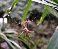 Araneae