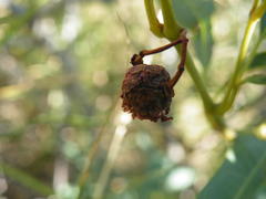 Rhoicissus revoilii