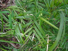 Geitonoplesium cymosum