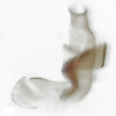 Paratorchus brevipennis