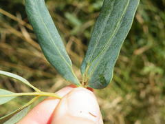 Rhoicissus revoilii
