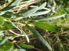 Rhoicissus revoilii