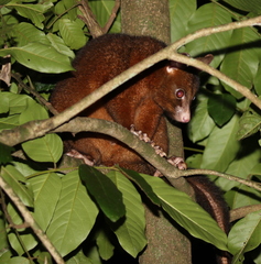 Trichosurus johnstonii