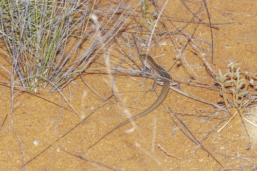 Stout Ctenotus, Ctenotus hebetior