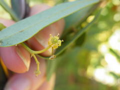 Rhoicissus revoilii