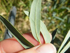 Rhoicissus revoilii